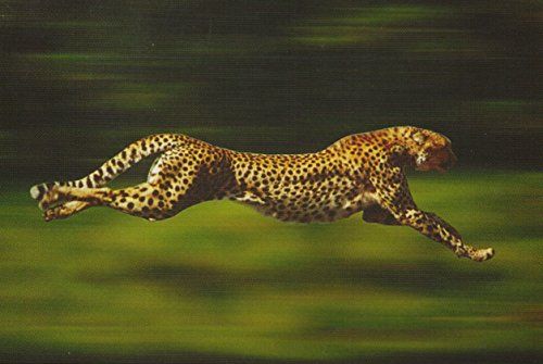 Cheeta in sprint