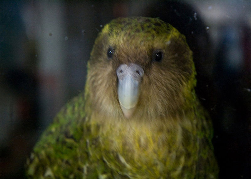 Kakapo